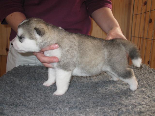 Annan pennut-pups180510_059.JPG - 18.5.2010